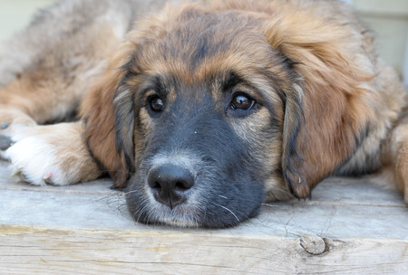 Close up of a Puppyの写真素材