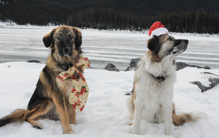 Christmas Pet Photography for Christmas Cardの写真素材