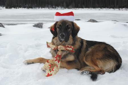 Young Dog first Christmas Photoの写真素材