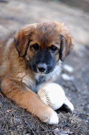Puppy plays with a Base Ballの写真素材
