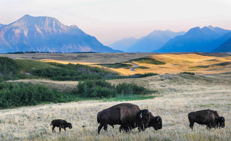 Bison on the Alberta Mountain Prairieの写真素材