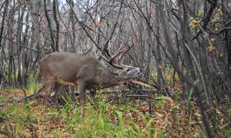 White Tail Buck sniffing out the females in the fall Rutの写真素材