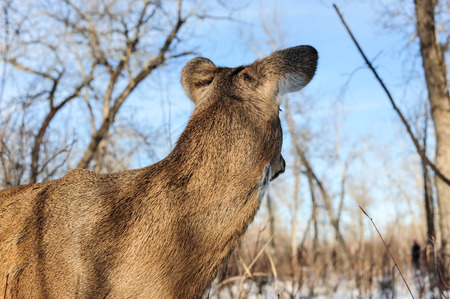 White Tail Deer keeping close watch on People in the Parkの写真素材