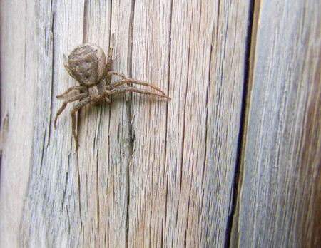 Little Garden Spiders on the Shedの写真素材