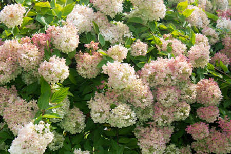 hydrangea background
