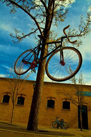 Bicycle parked in the treeの写真素材