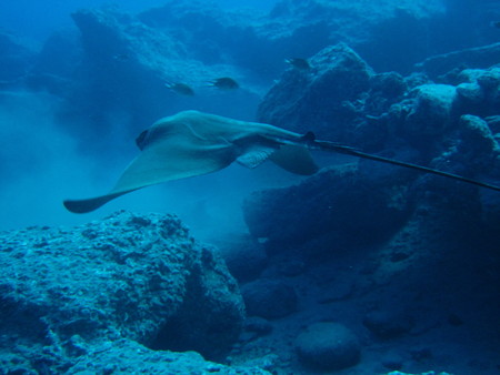 Underwater beautifu ray