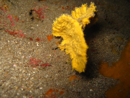 Underwater colourfull plants