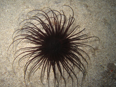 Underwater fauna and flora