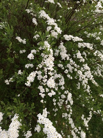 White flowering perennial bush in springの写真素材
