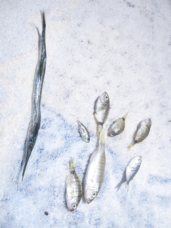 fresh fishes on chrushed ice