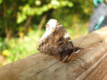 Night Insect Brown Moth Close Up Pictureの写真素材