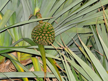 Young Banana blossom
