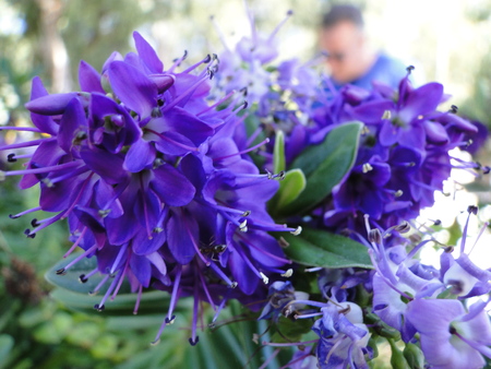 Agapanthus, or Lily of the Nile.