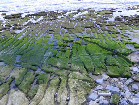 Algae covered rocks on the Atlantic Ocean in Estoril, Portugalの写真素材