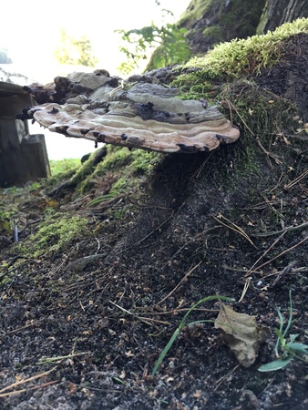 Tinder fungus on aspen trunk. Fomes fomentarius. Populus tremula