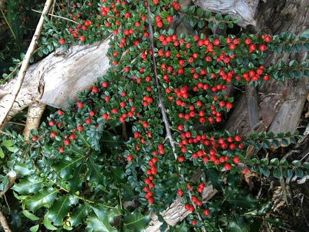 Red berries (cotoneaster horizontalis) in the garden
