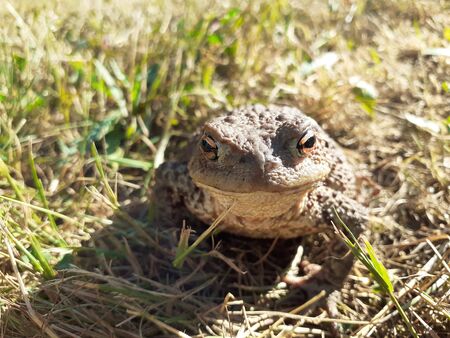Natterjack sitting in the grass - close upの写真素材