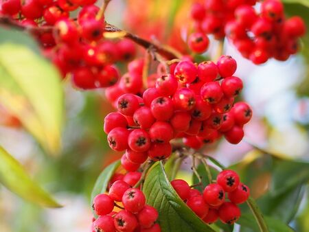 Cotoneaster  tree with berries in January