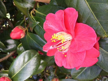Deep pink flower of camellia bushの写真素材