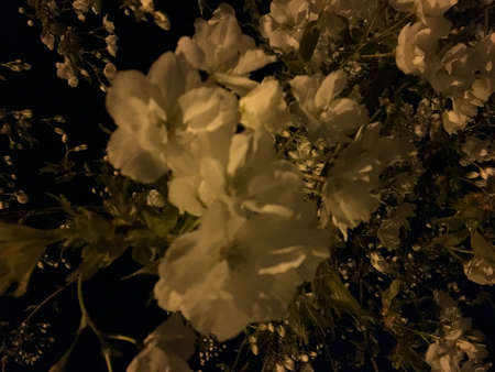 Japanese Cherry Blossom against blue night skyの写真素材