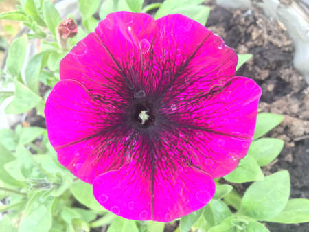 Pink petunia blossom close upの写真素材