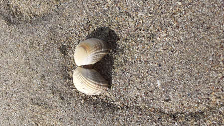 Sea shell on the sand