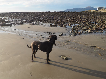 Black dog running in Tyrella Beach, Downpatrick, Northern Irelandの写真素材