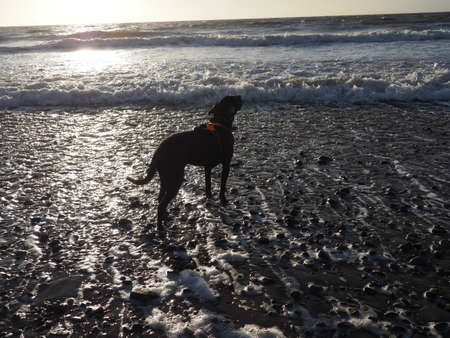 Black dog greeting sun at the beachの写真素材