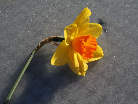Daffodil flower on the frozen background close upの写真素材