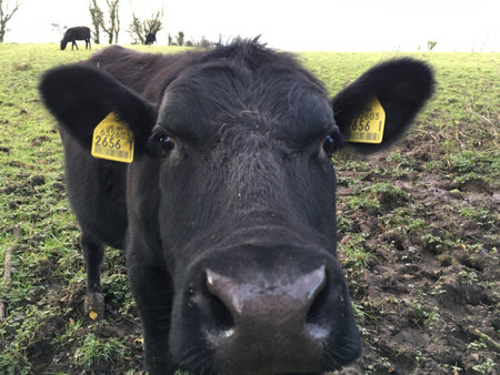 Cattle in field, black young bulls close upの写真素材