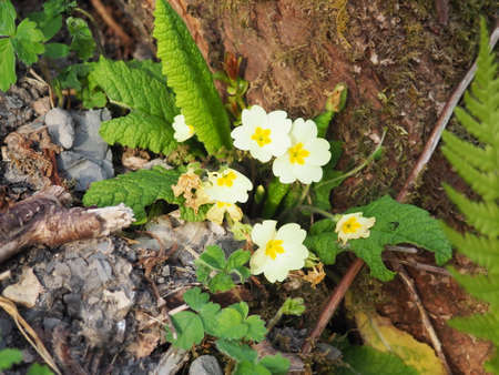 Wild primrose flowers in the woodsの写真素材
