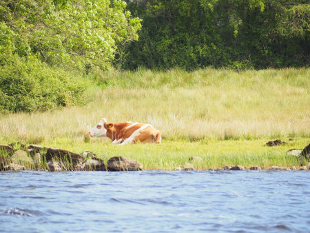 Dairy cows in the fieldsの写真素材