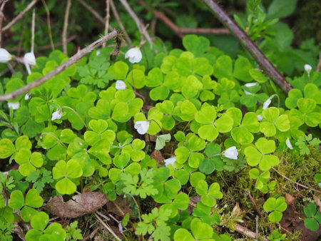 Wood sorrel in the forestの写真素材