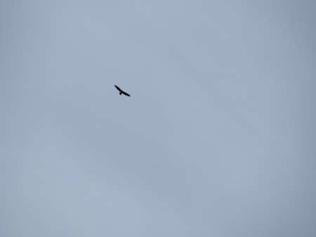 Buzzard in the sky, predator bird