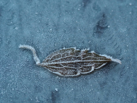 Frosted leaf on a frozen window. Close-up.の写真素材