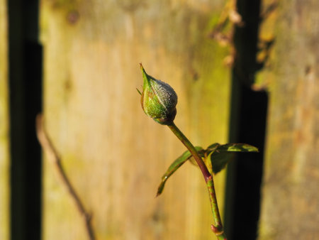 Green rose bud on a background of a wooden fence in the gardenの写真素材