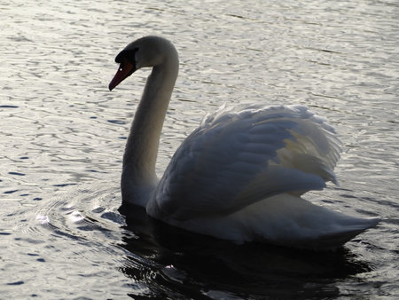 swan on the lake in sunny day, swans on pond, nature seriesの写真素材