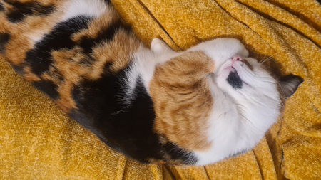 Cute tricolor cat sleeping on yellow blanket. Top view.の写真素材