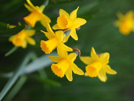 Yellow daffodils in the garden. Shallow depth of field.