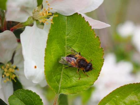 Bee on apple blossom in spring. Shallow depth of field.
