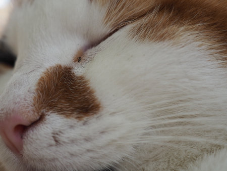 Close-up of a cat's face with closed eyes. The cat sleeps.の写真素材