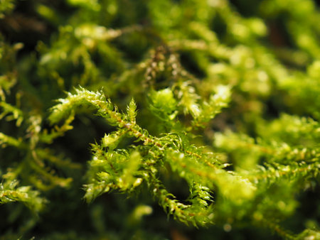 Macro of green moss in the forest. Shallow depth of fieldの写真素材