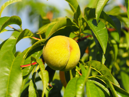 Peach tree with ripe fruits on a sunny day, close-upの写真素材