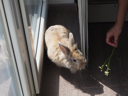 Rabbit and flowers on the window sill. Easter Bunny in the window.の写真素材