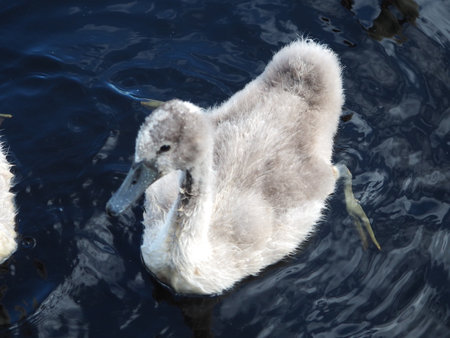 Young mute swan swimming in the blue water of the lake.の写真素材