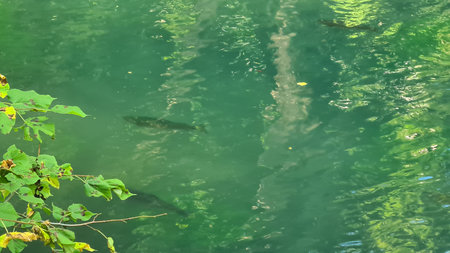 Pike swimming in the green water of the river, Thailand.