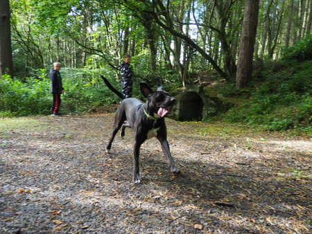 Dog in the forest on a sunny day. Cane corso.の写真素材
