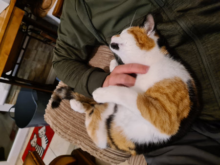 The cat sleeps on the lap of a man in a green jacketの写真素材
