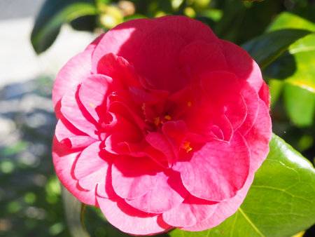 Camellia flower in the garden on the sunny day.の写真素材